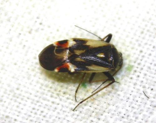 Polymerus unifasciatus